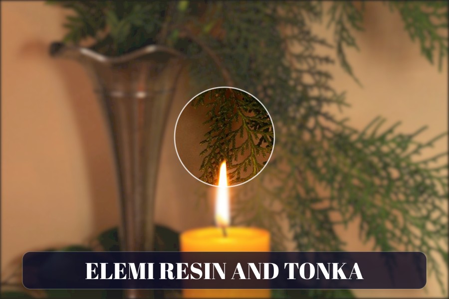 elemi resin and tonka